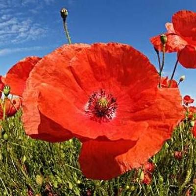 pg电子·模拟器(试玩游戏)app下载